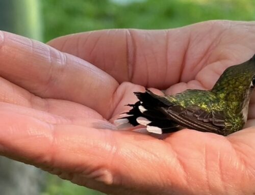 Annual Hummingbird Banding Extravaganza expands scope in Elsah